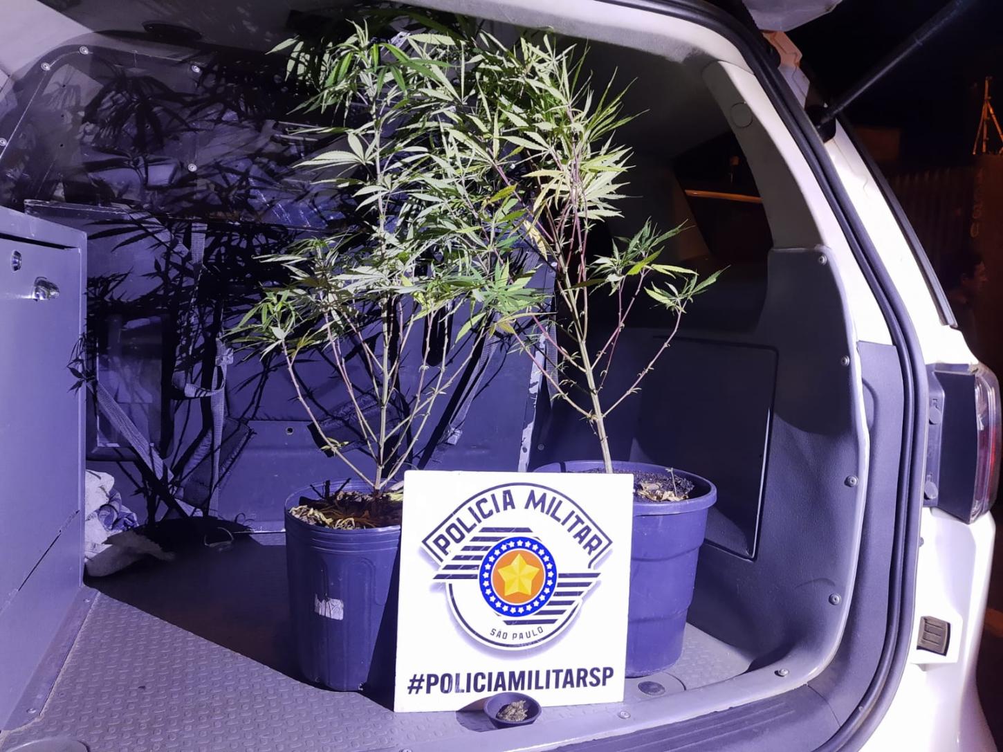 Polícia Militar encontra pés de maconha durante atendimento de ocorrência em Pirassununga